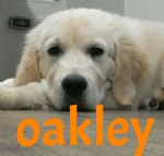 Handsome Oakley (4).jpg