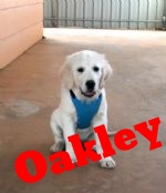 handsome Oakley (3).jpg