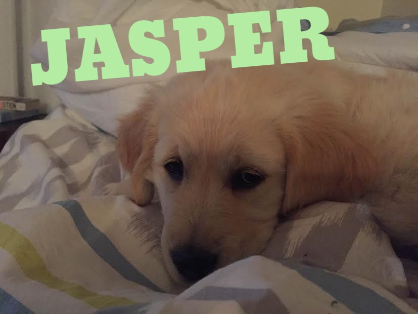 Jasper-2.jpg