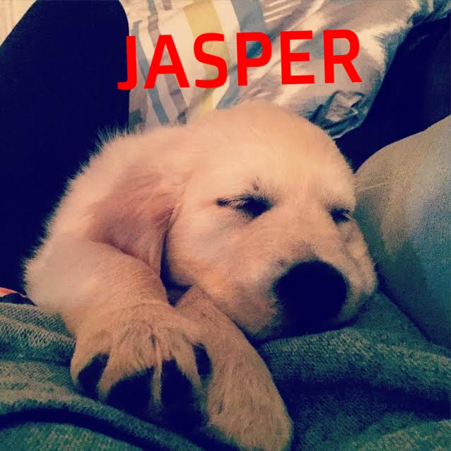 Jasper.jpg