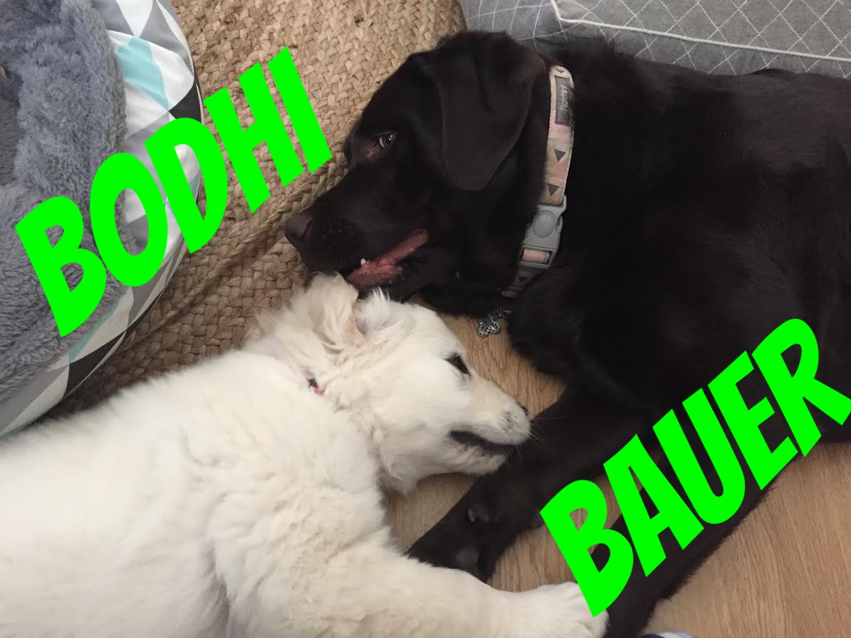 Bauer and Bodhi.jpg