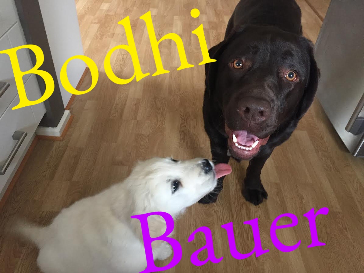 Bodhi and Bauer 2.jpg