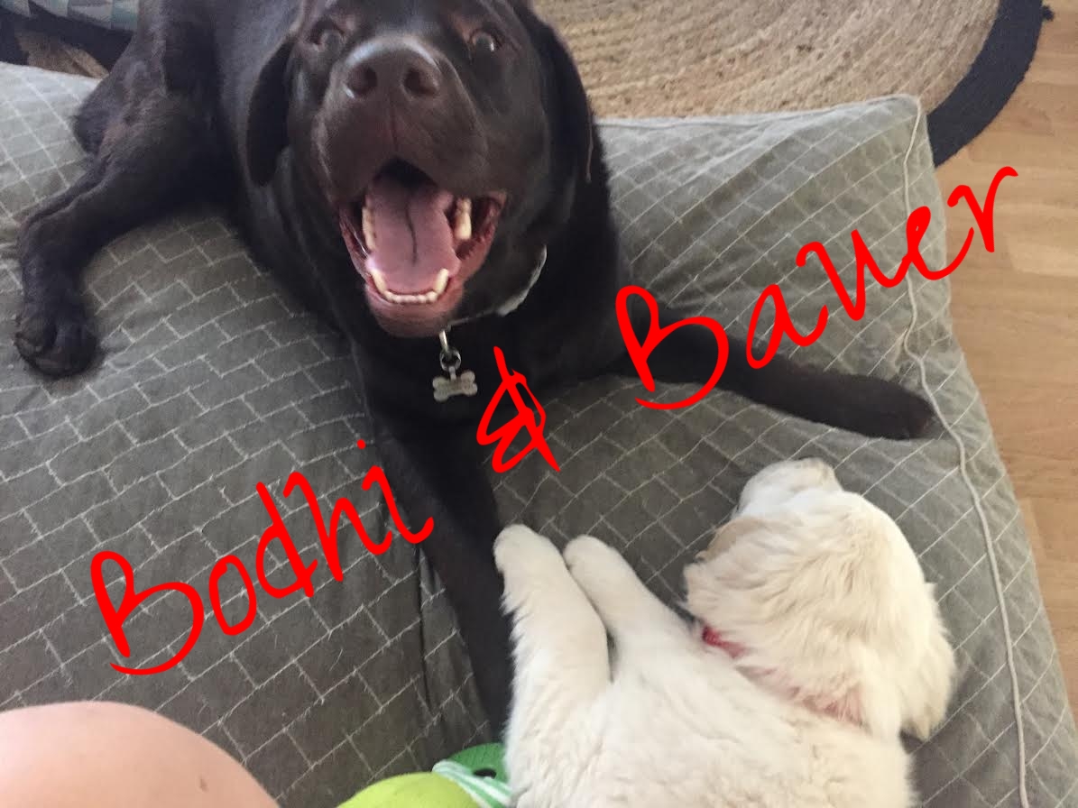 Bodhi and Bauer.jpg