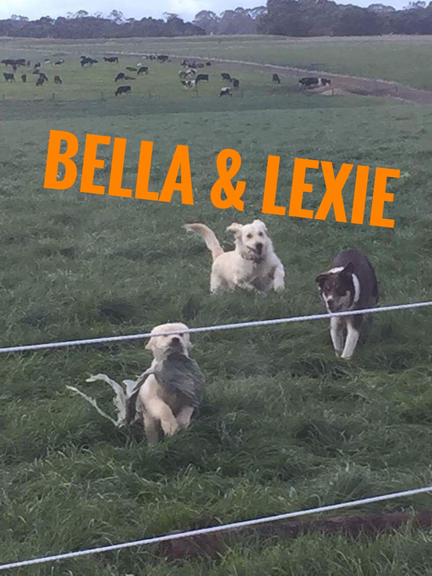 Bella and Lexie 6.jpg