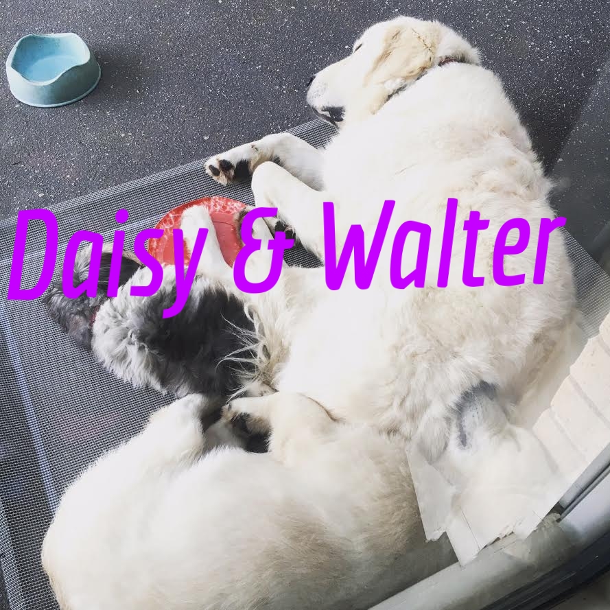 Daisy and Walter.jpg