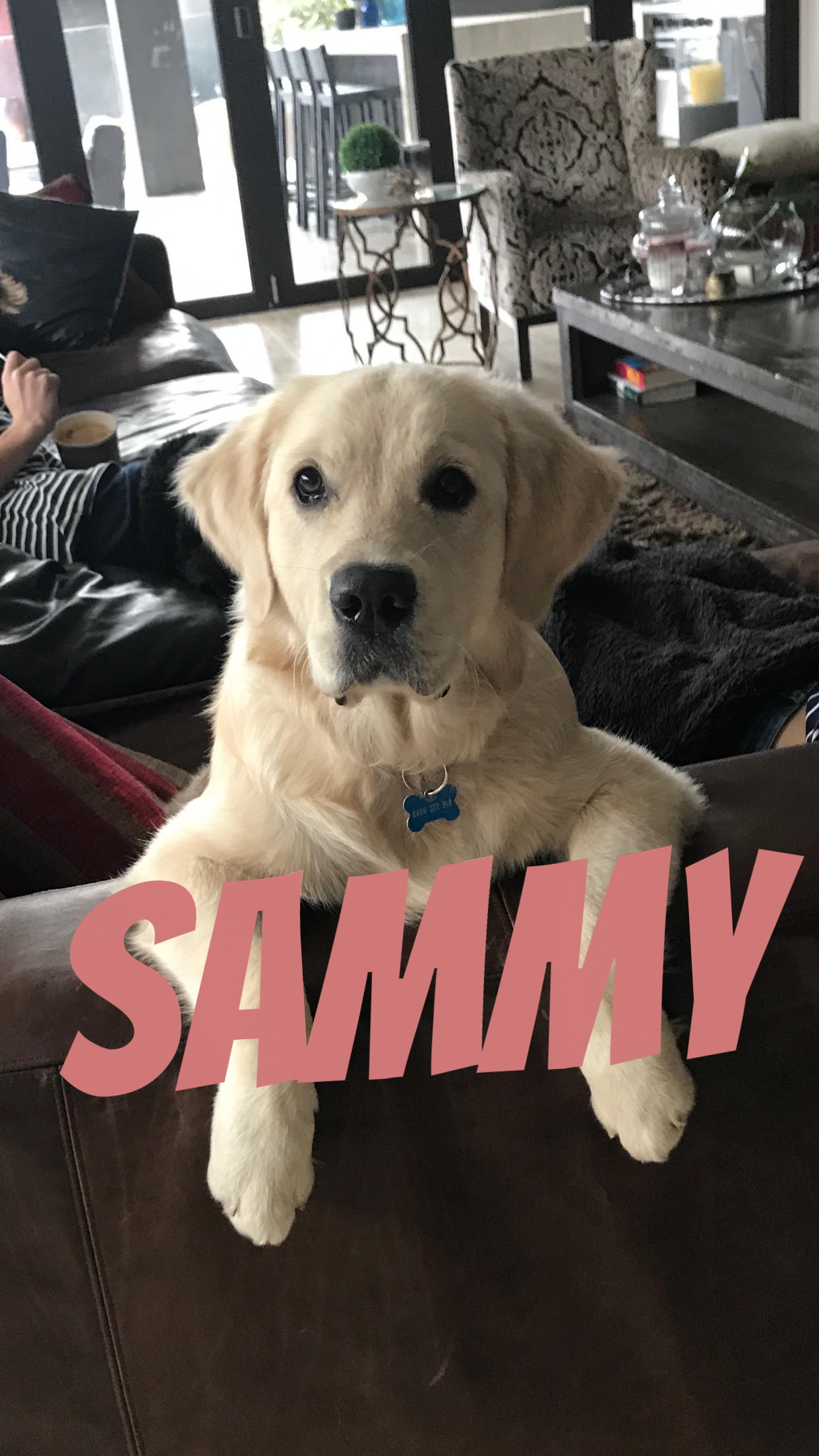 Sammy 1.jpg