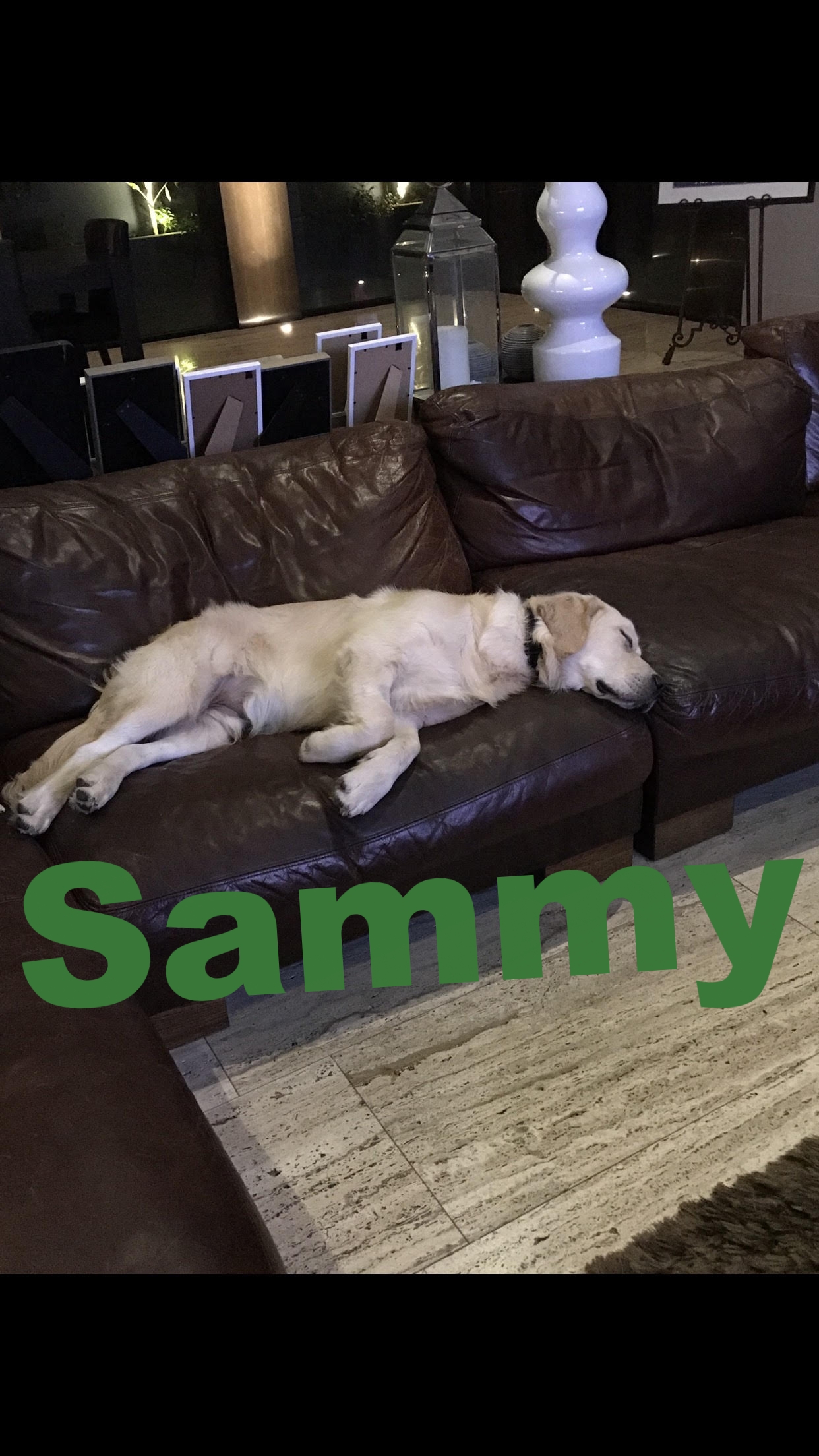 Sammy 2.jpg