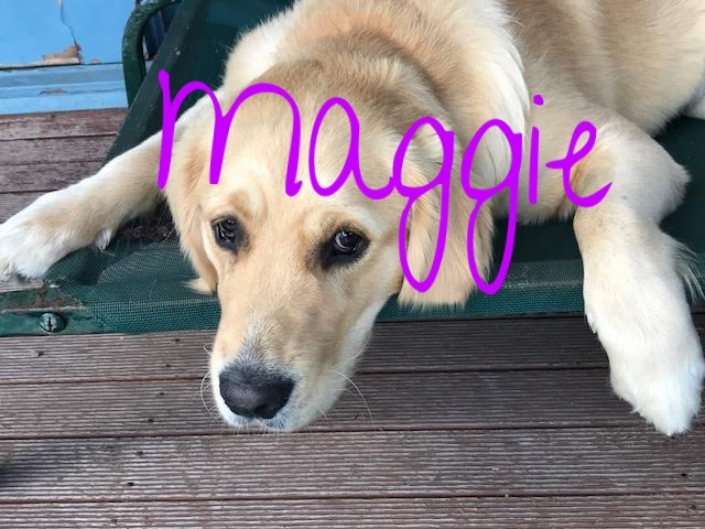 Maggie 2.jpg