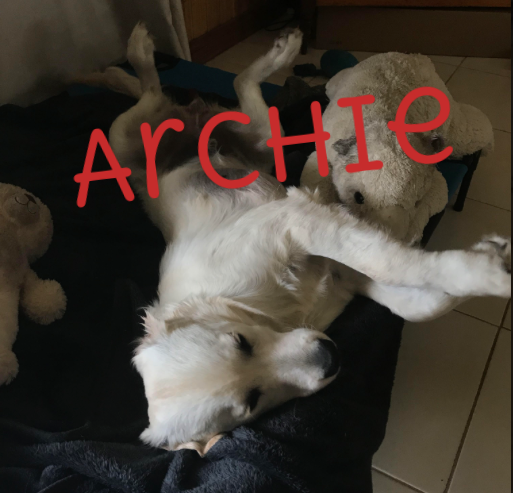 archie3.png