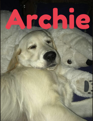archie6.png