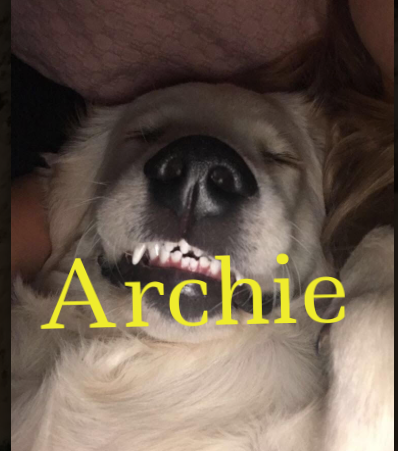 archie5.png
