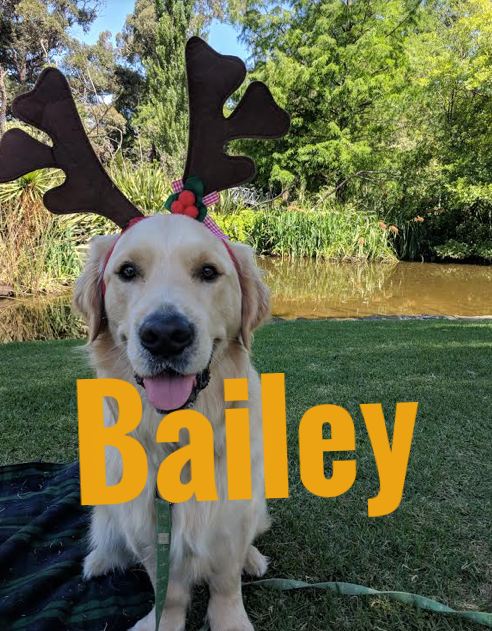 bailey3.png