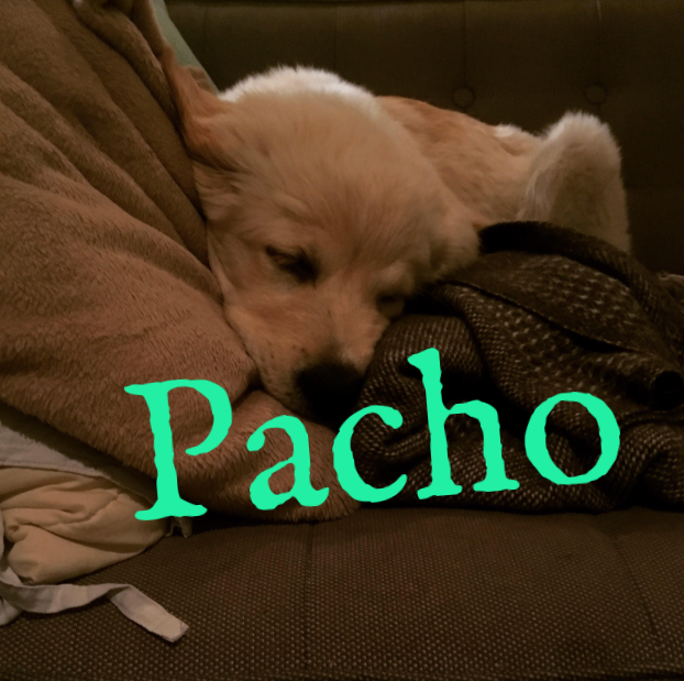 pacho3.png