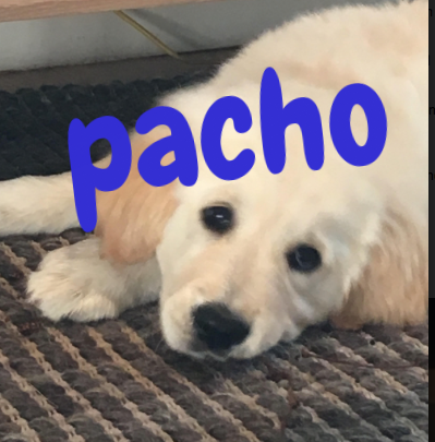 pacho11.png