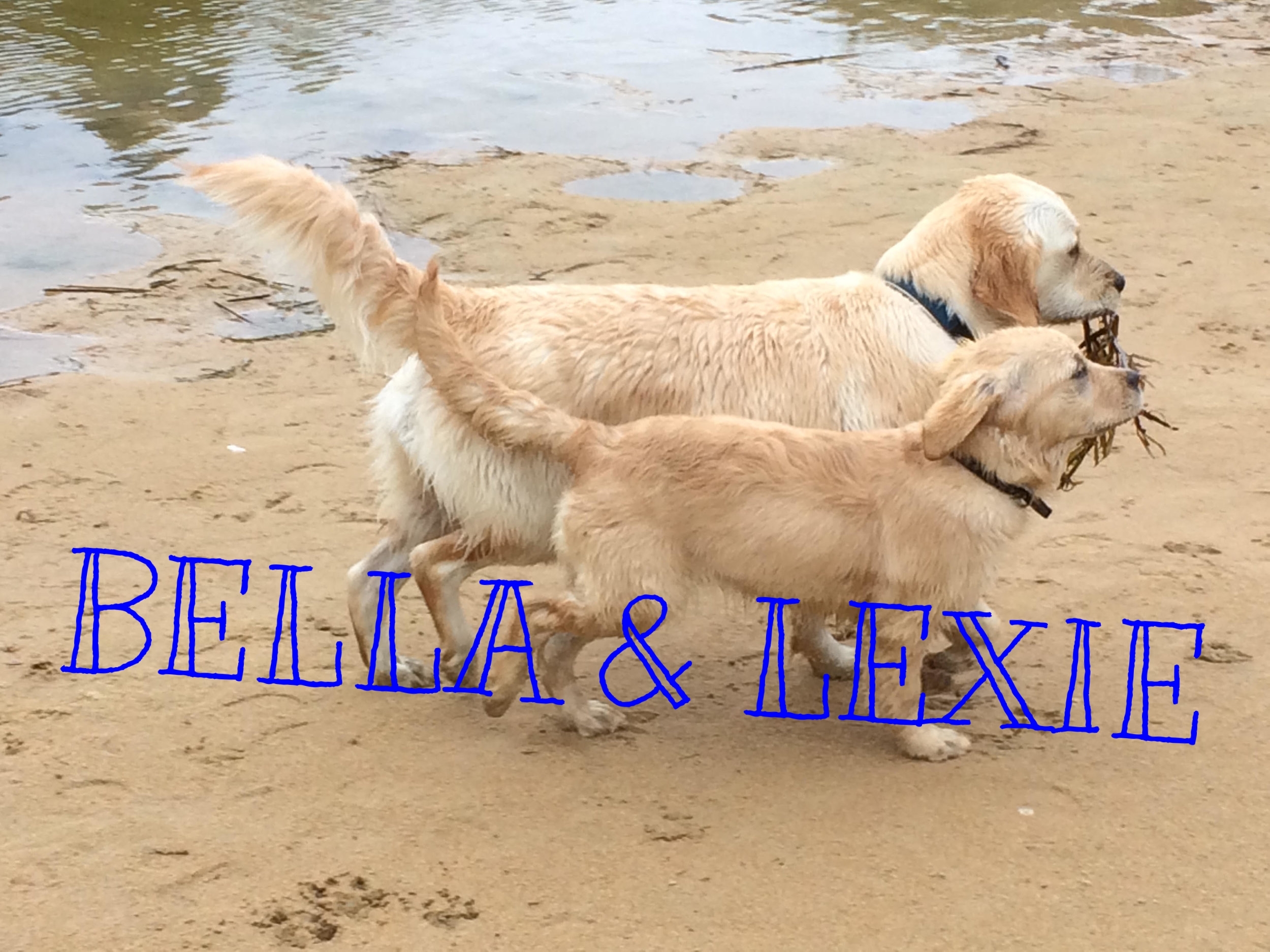 Bella and Lexie 1.jpg