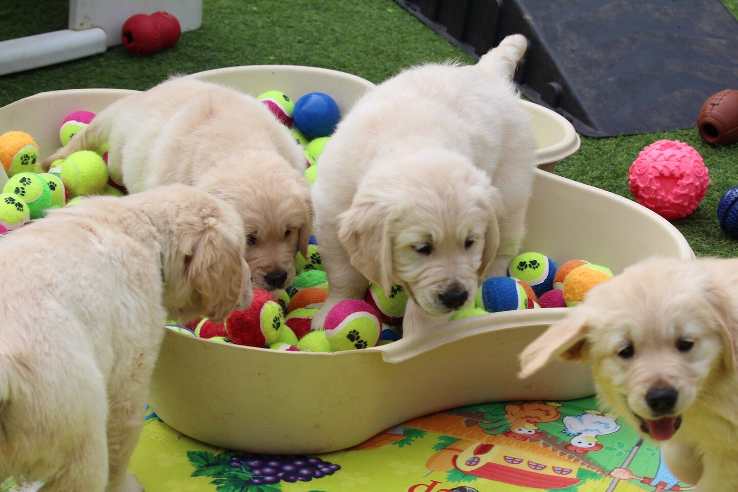 Fun times 

www.golden-mags.squarespace.com 

#goldenmags #goldenmagsfamily #goldenretreiver #goldenpuppies #goldenretrieverlife #itsapupslife#grpup #puppylove #puppypic #cutedog #adorablepuppy #retrievers
#goldenretrieverlovers #goldenretrieverlove
