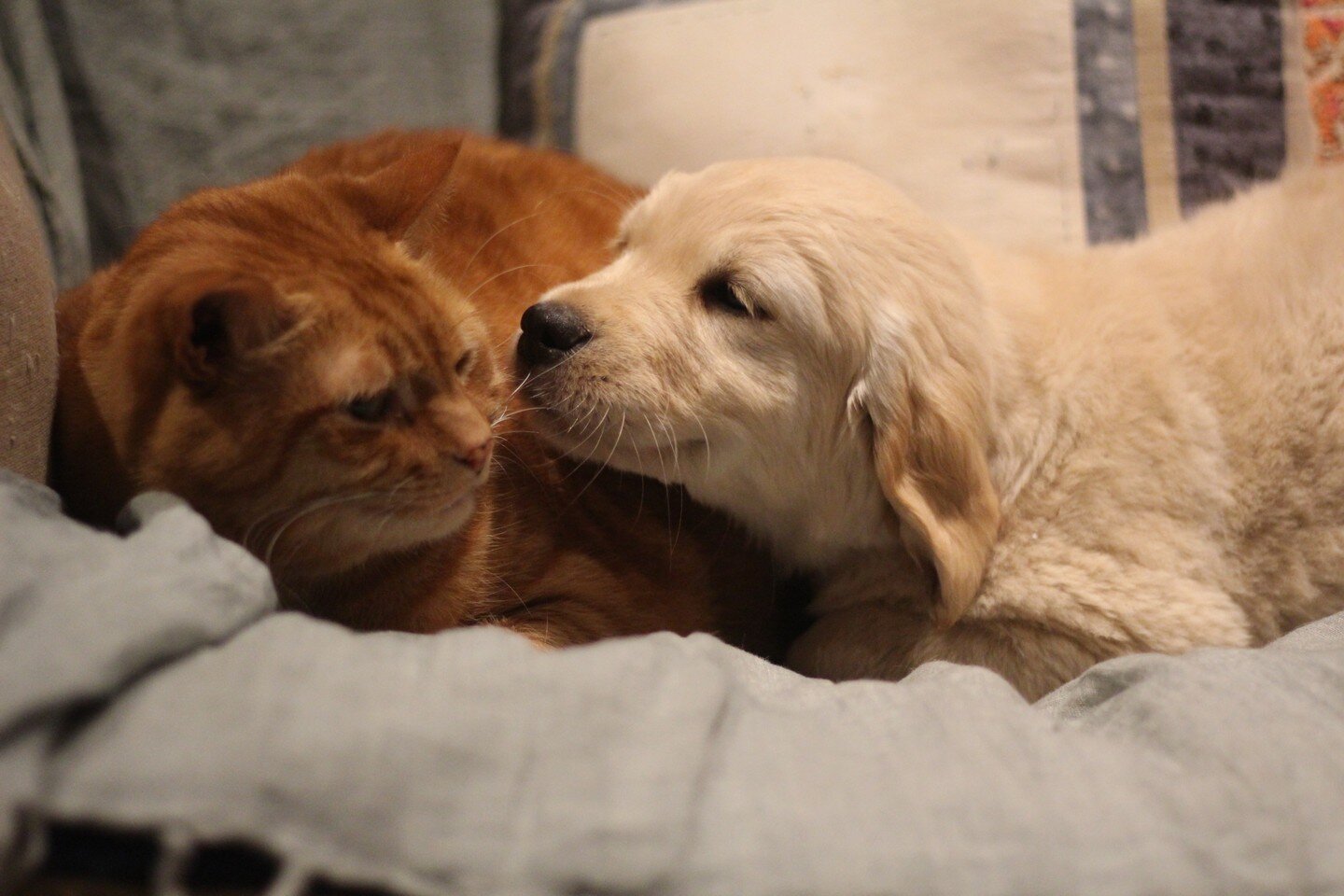 Can we be best friends?

www.golden-mags.squarespace.com 

#goldenmags #goldenmagsfamily #goldenretreiver #goldenpuppies #goldenretrieverlife #itsapupslife#grpup #puppylove #puppypic #cutedog #adorablepuppy #retrievers
#goldenretrieverlovers #goldenr