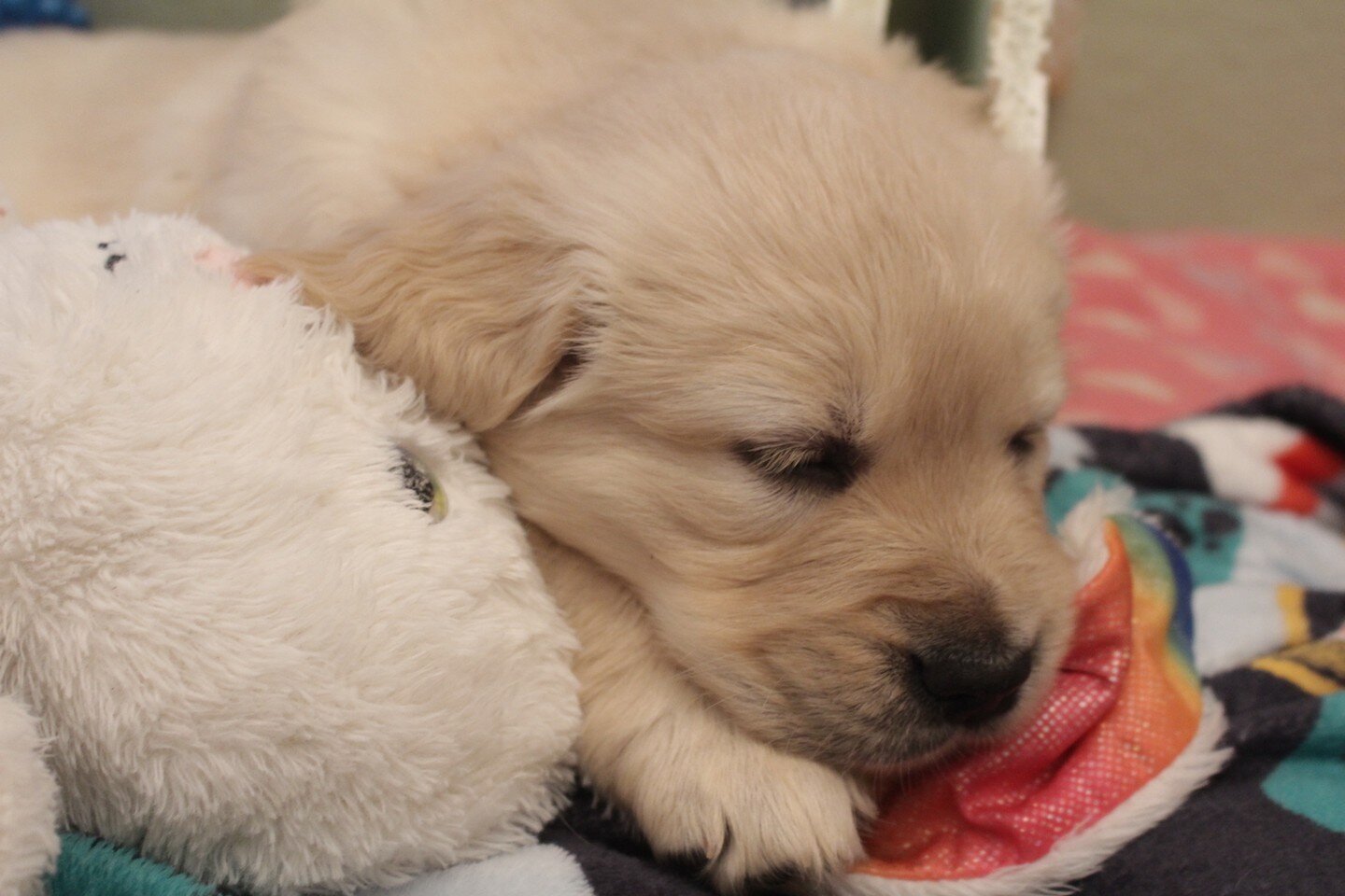 Sleeping like a baby 

Puppies available for new homes in June.

www.golden-mags.squarespace.com 

#goldenmags #goldenmagsfamily #goldenretreiver #goldenpuppies #goldenretrieverlife #itsapupslife#grpup #puppylove #puppypic #cutedog #adorablepuppy #re