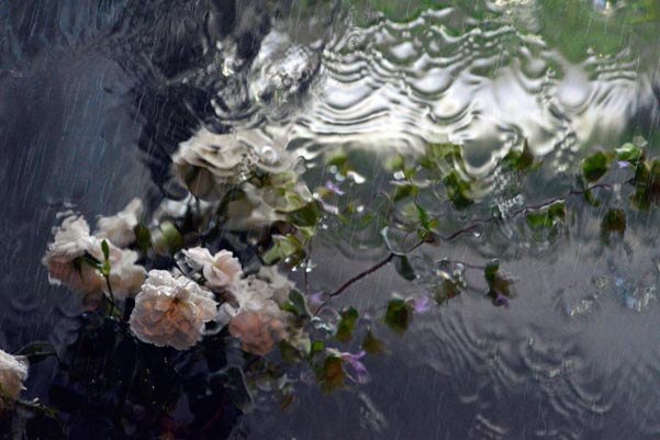 雨のもよう5/2016.6.18-7.18