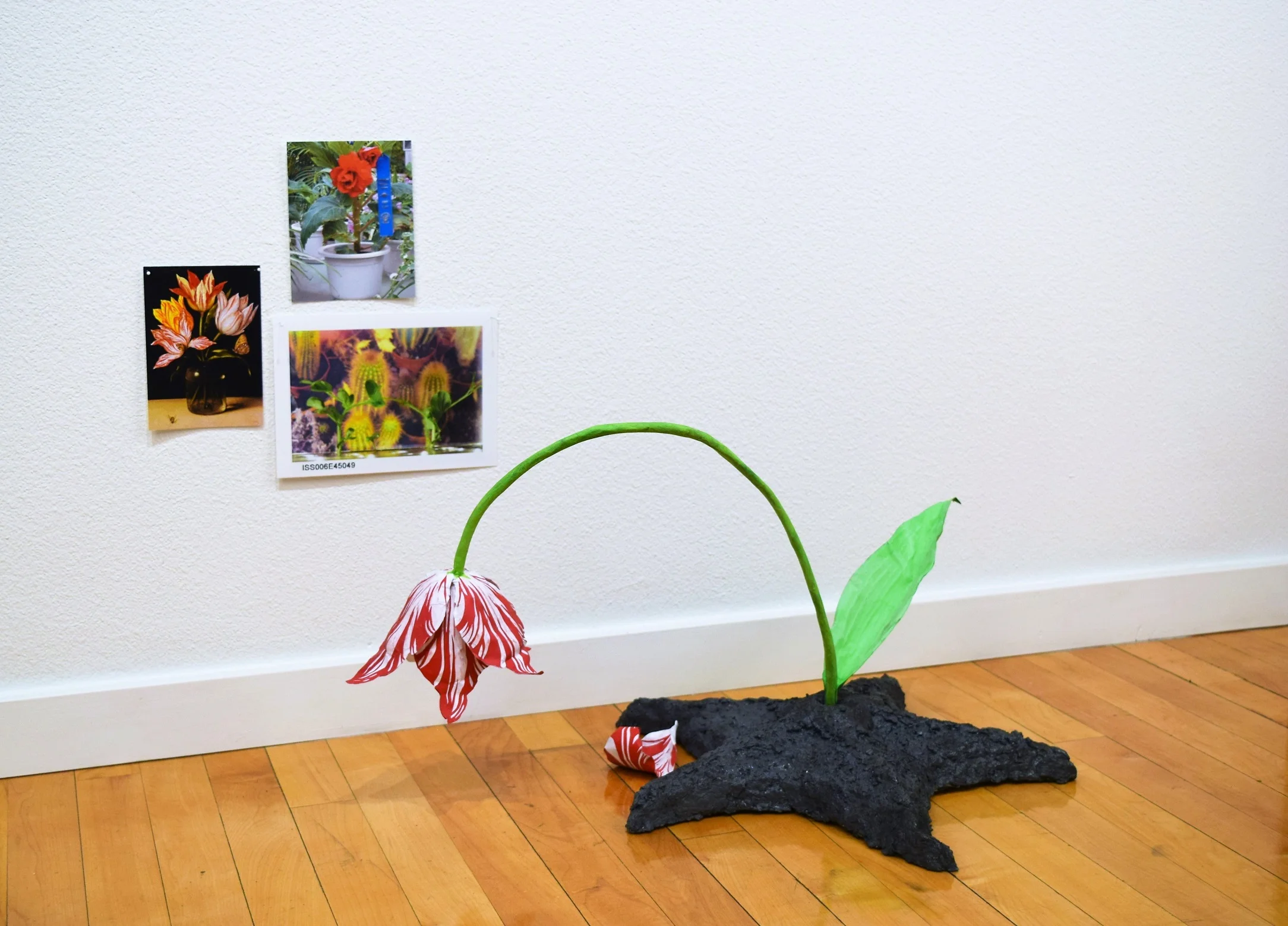 Lost Tulip (Semper Augustus Flame) , paper, glue, graphite, found photos