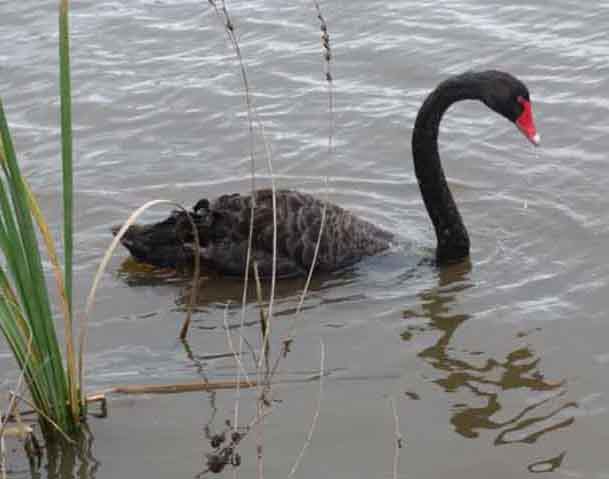 Black swan - looking at reflections 