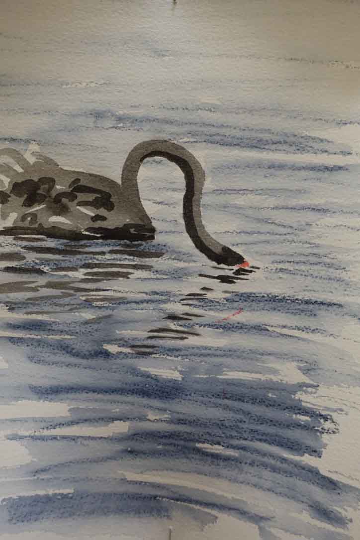 Black swan on the lake