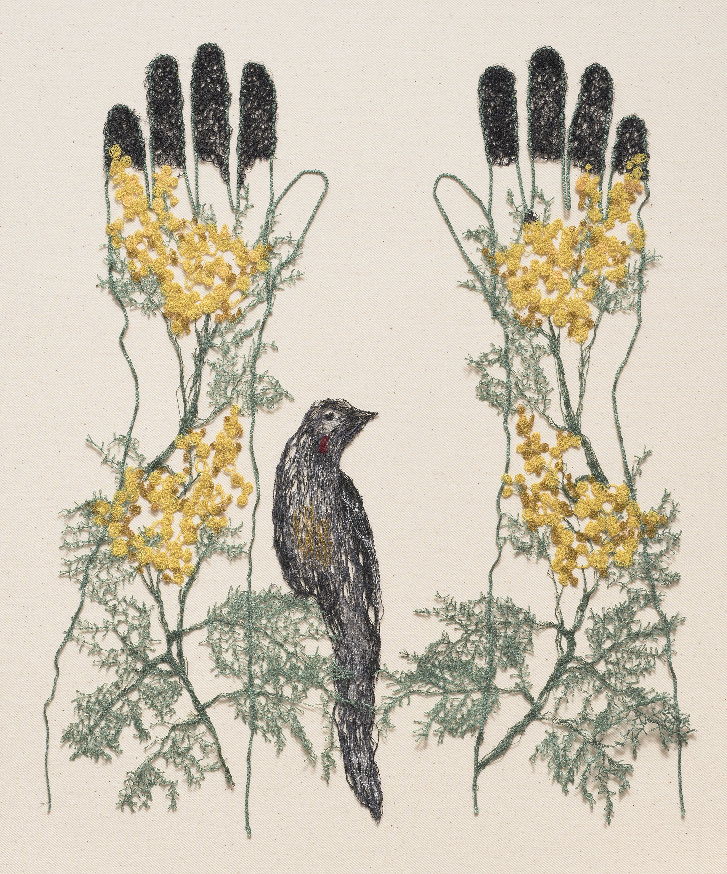Black Wattle with Red Wattle Bird .jpg