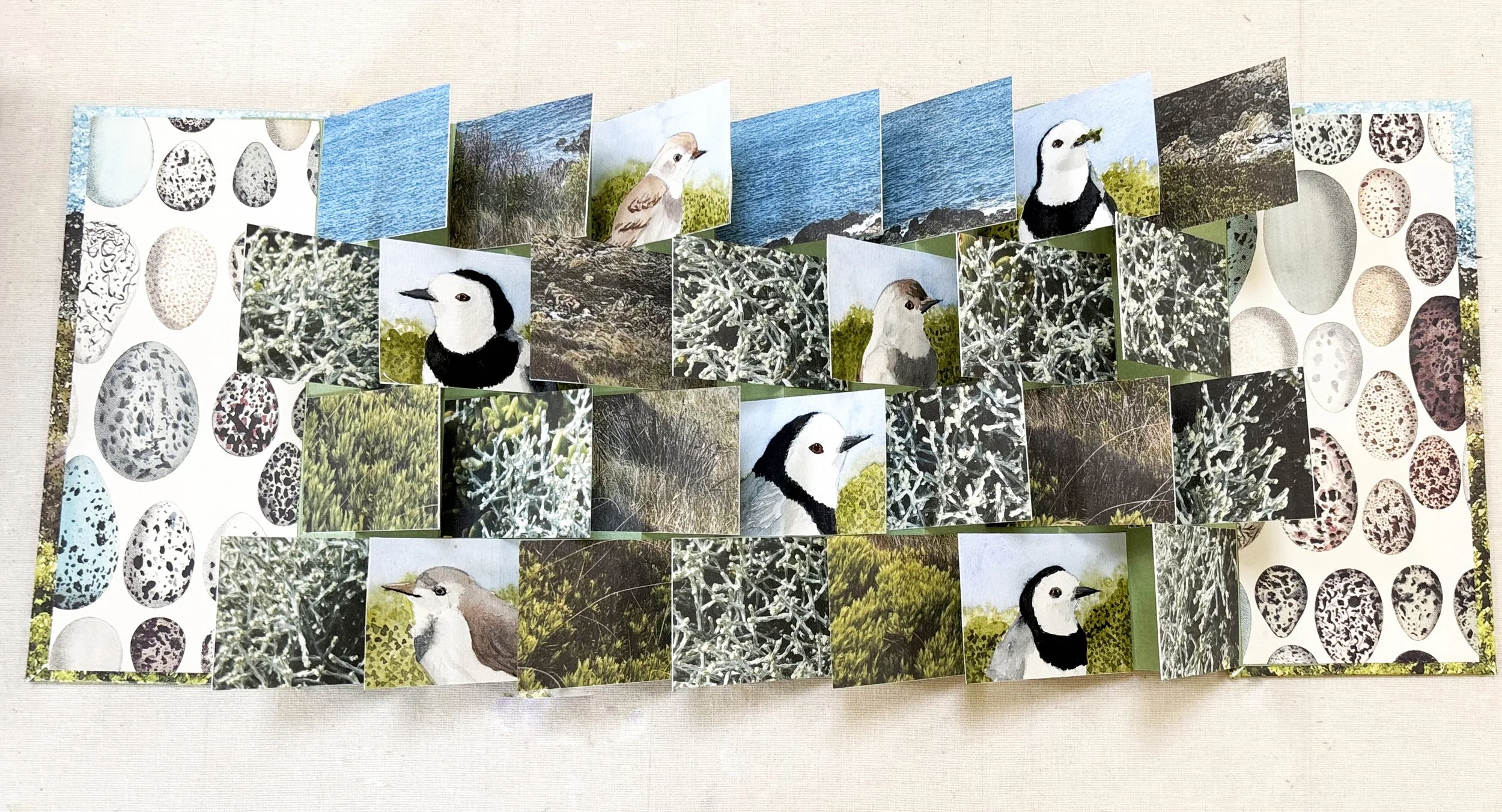 white fronted chats flag book.jpg