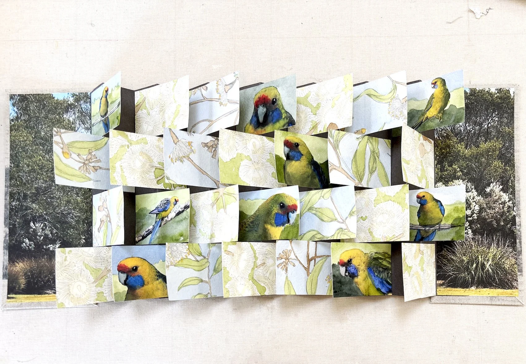 orang bellied parrot flag book.jpg