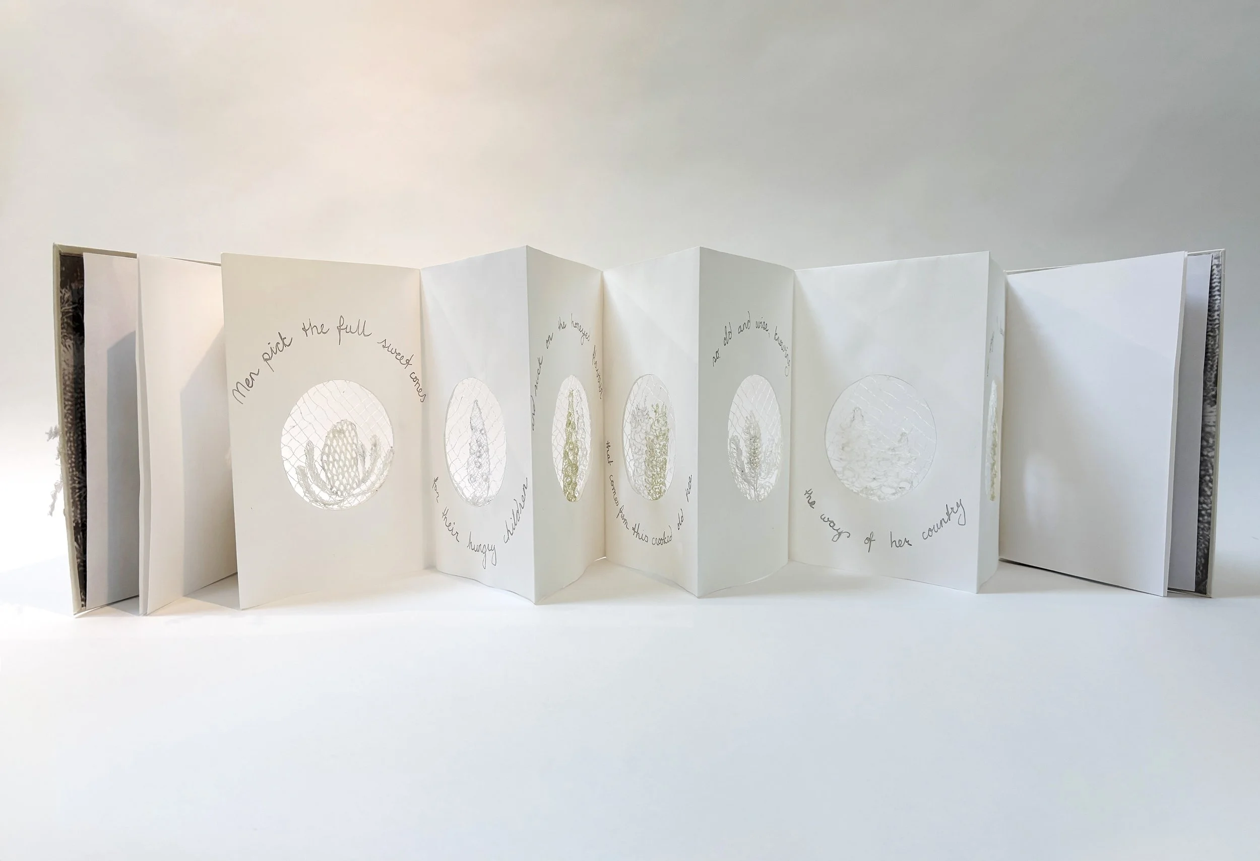 White Banksia Book1.jpg