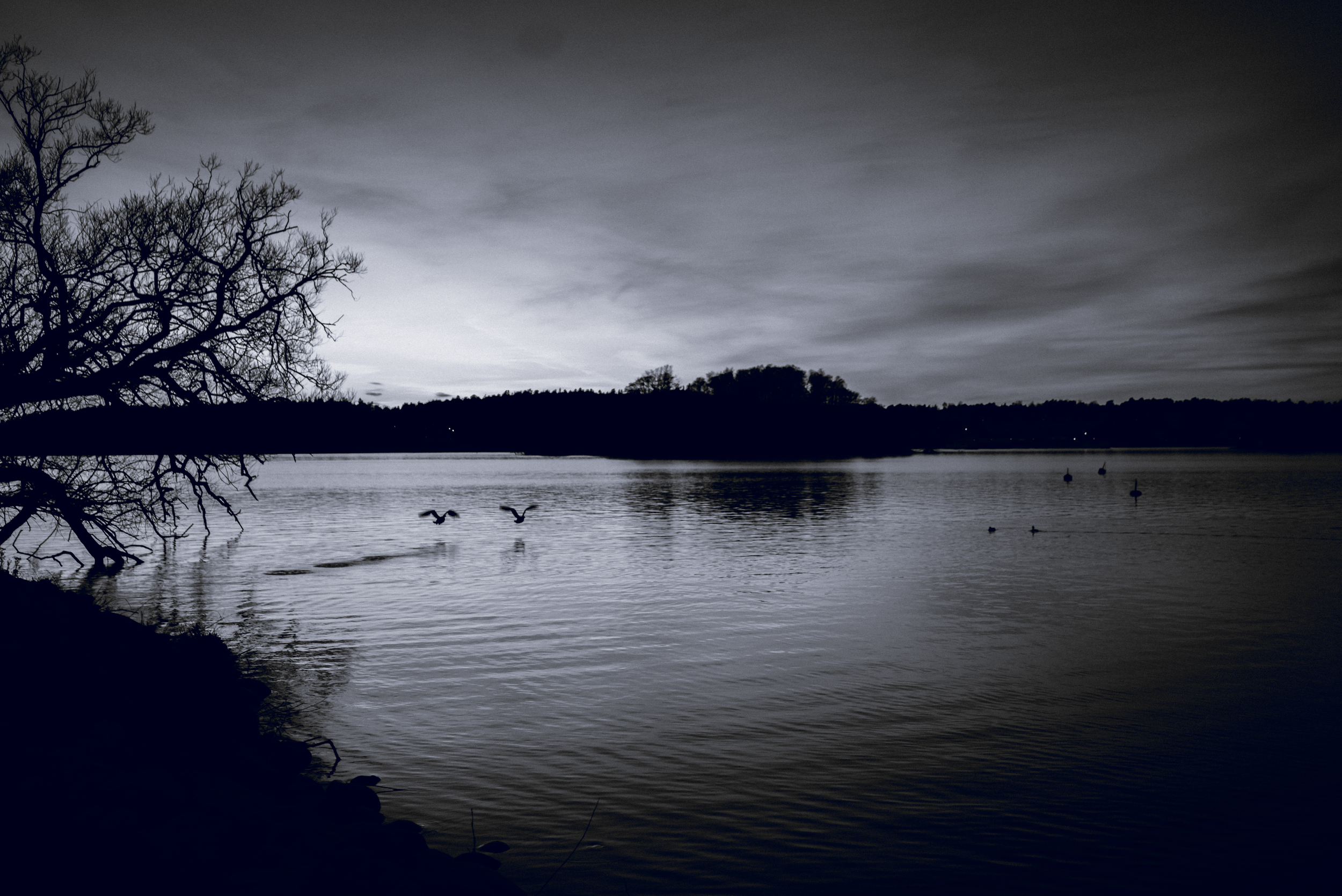 Birds in flight, Vinterviken, Stockholm