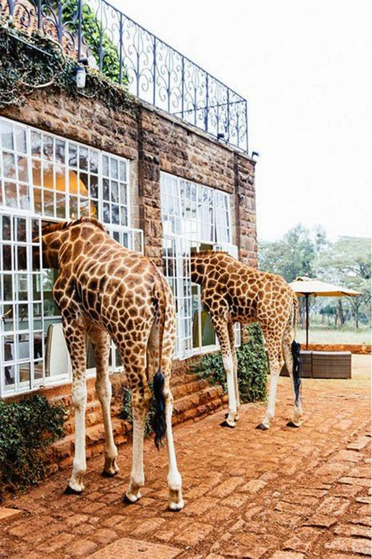 Giraffe Manor in Nairobi, Kenya.