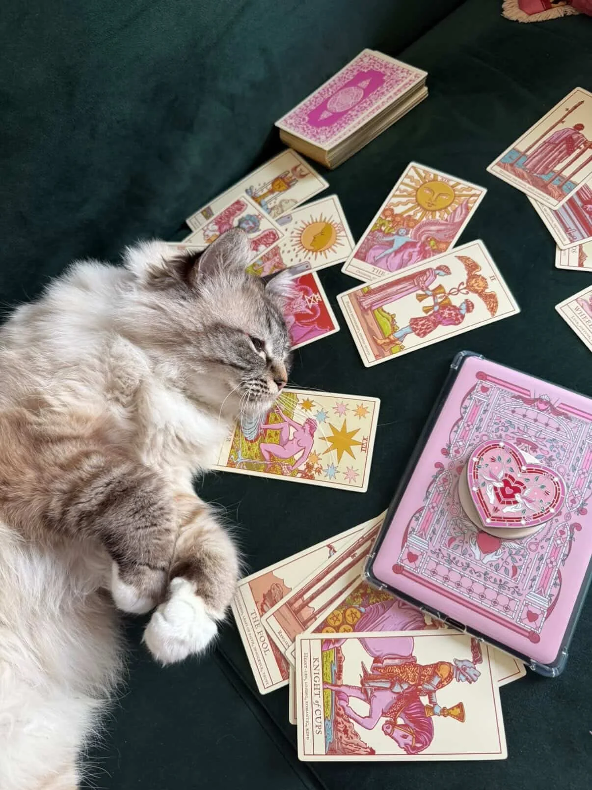 10/10 cats agree that the Your First Tarot is the best tarot deck out there for lazy, witchy weekends with your familiars. 🥰💖💖💖

This beautiful kitty is called Gaston and his person is @magical.bookclub 🥰

Like this post if you think Gaston shou