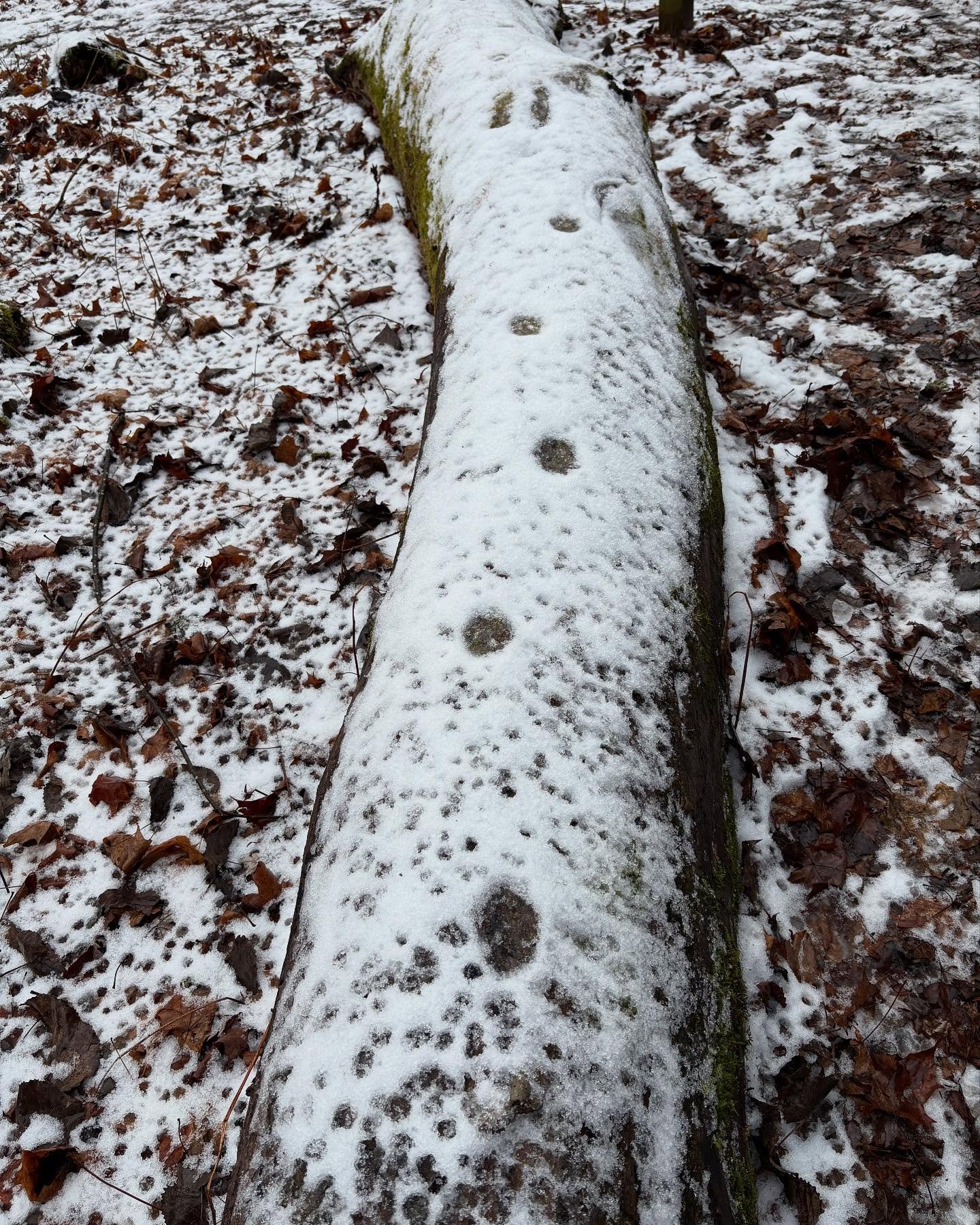 Red Fox tracks. 

#fox #berkshirewildlife #westernmass #tracking #forestlife #biodiversity