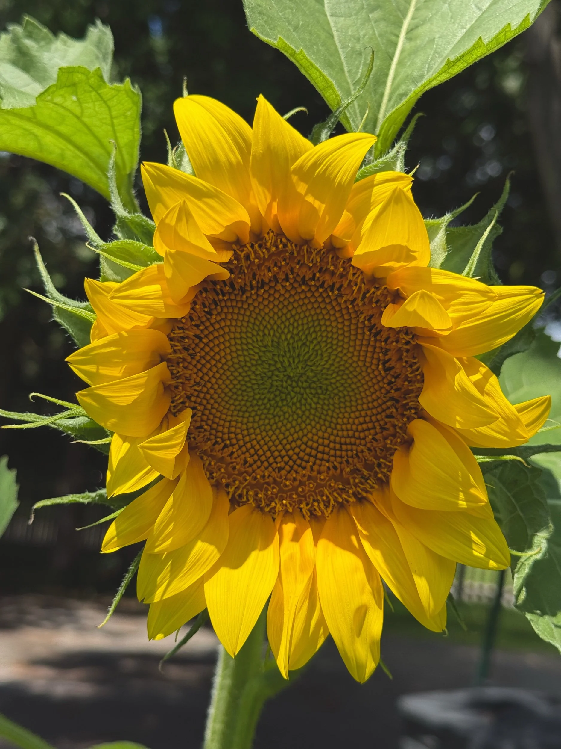 D8013EAB-CDB5-4803-9E22-56716E59DDF5.jpeg