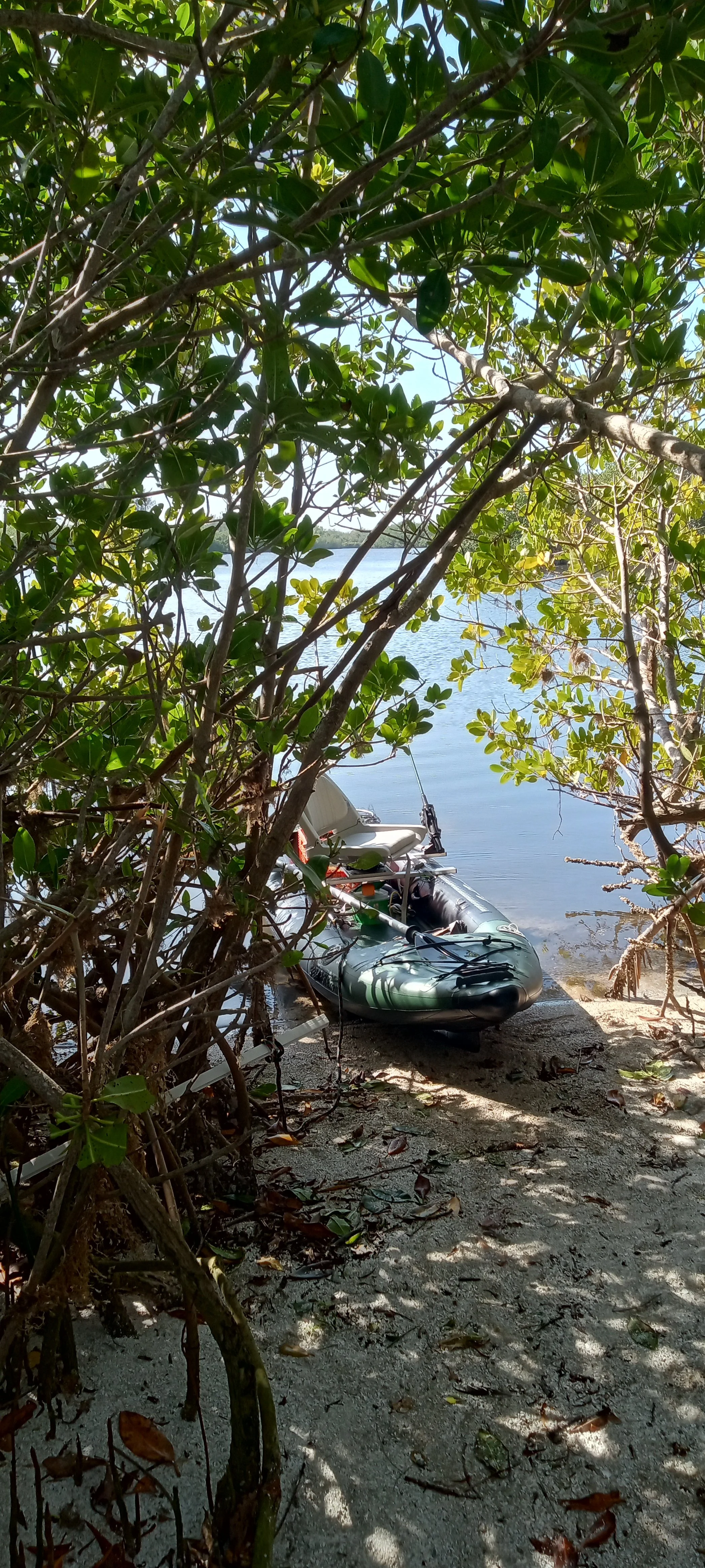Among the mangroves.jpg