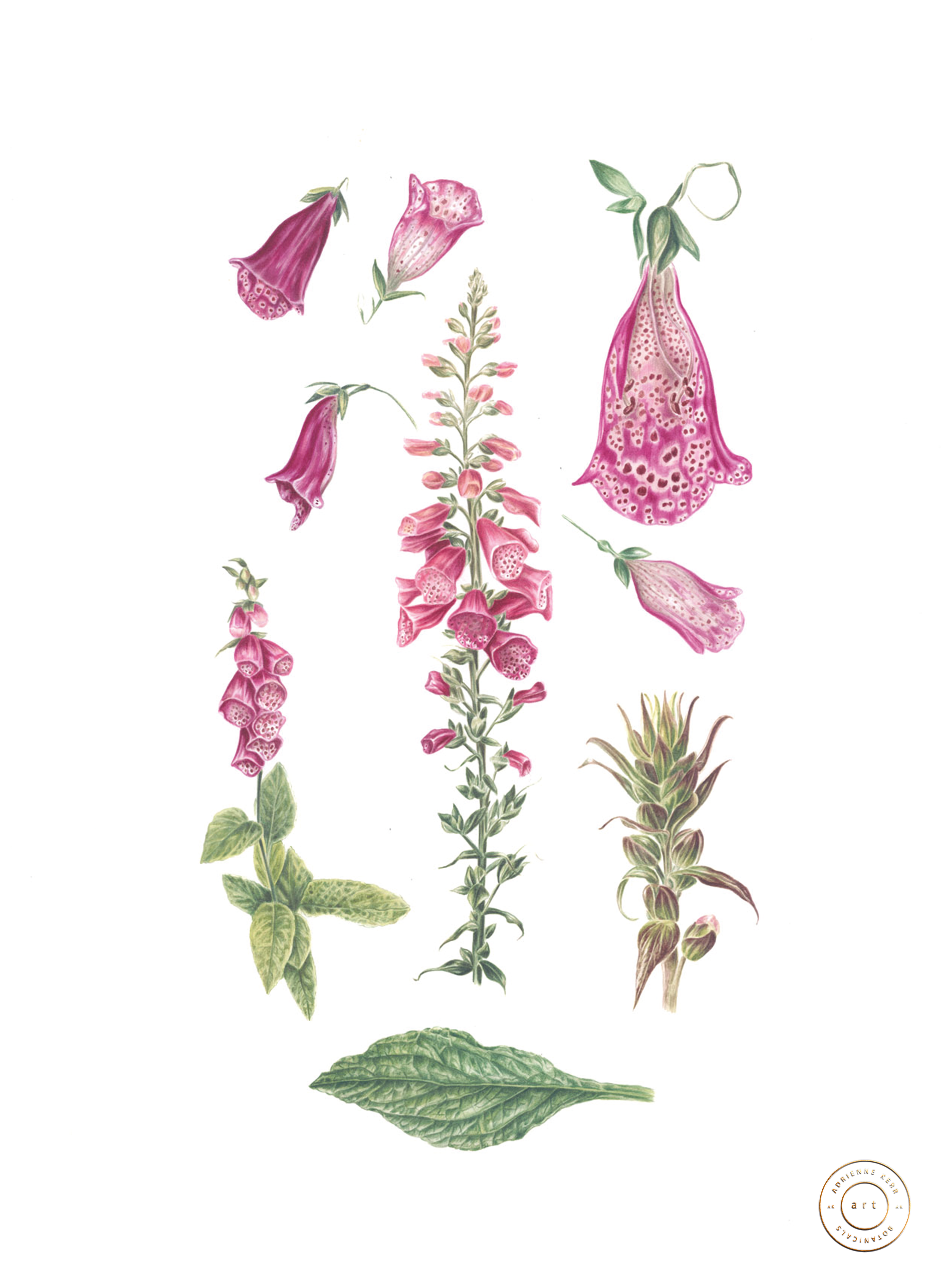 FOXGLOVES BOTANICAL PRINT 03 56CM X 76CM.png