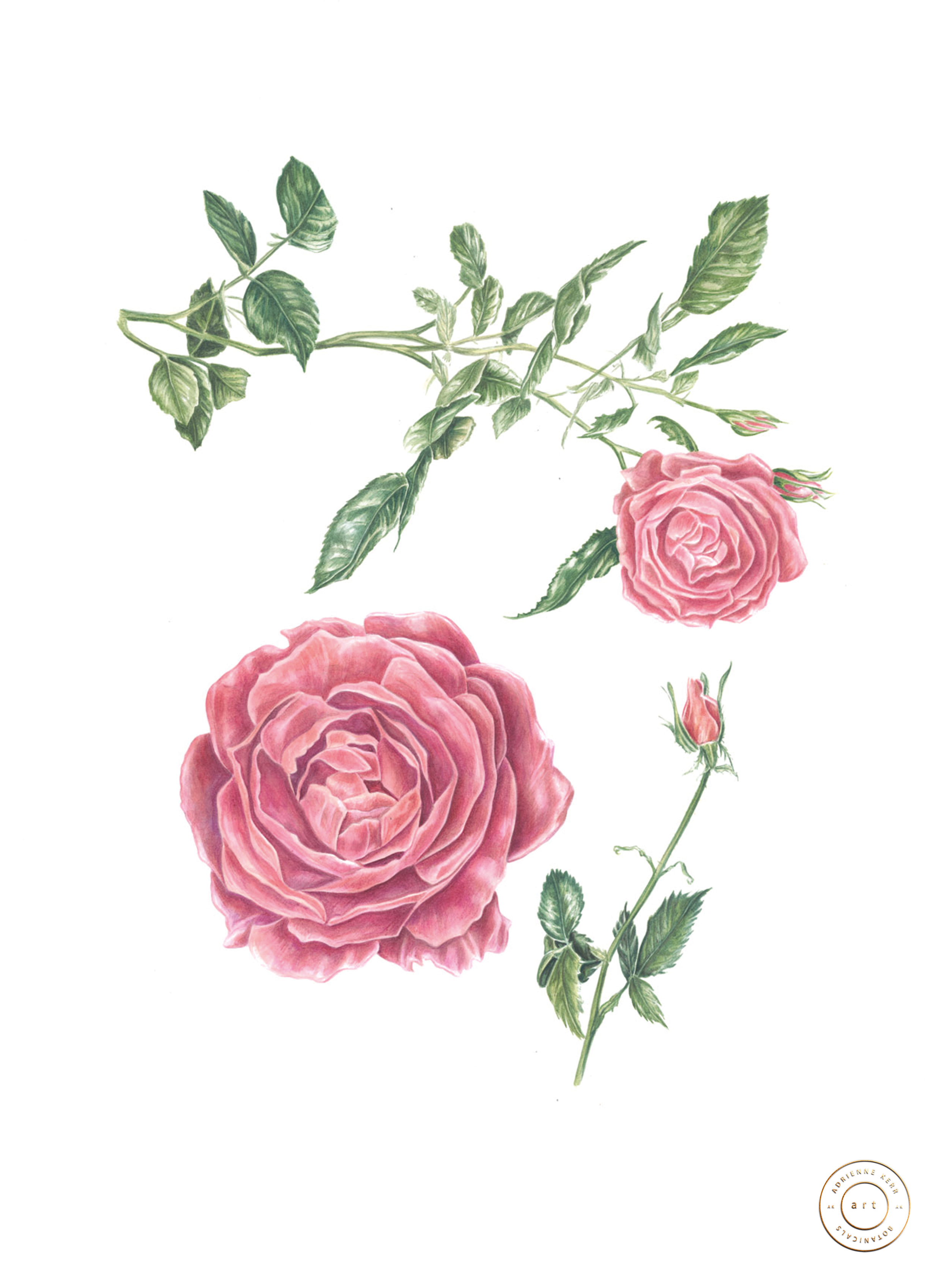 PINK ROSES BOTANICAL PRINT 03 56CM X 76CM.png