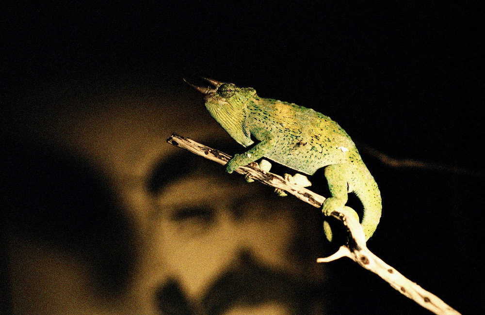 Rare full colour photo still fo the iguana featured at the very beginning of the Daydreaming video.