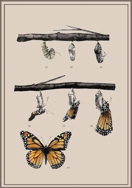 Chrysalis Process.jpg