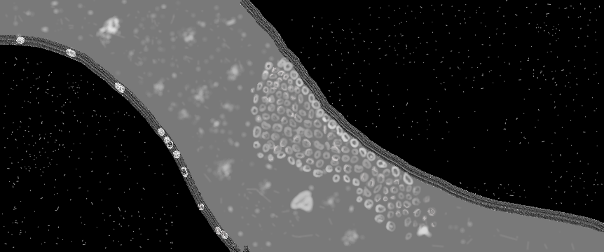 C. elegans . ( Ray Volkin / Stillwater Magazine)