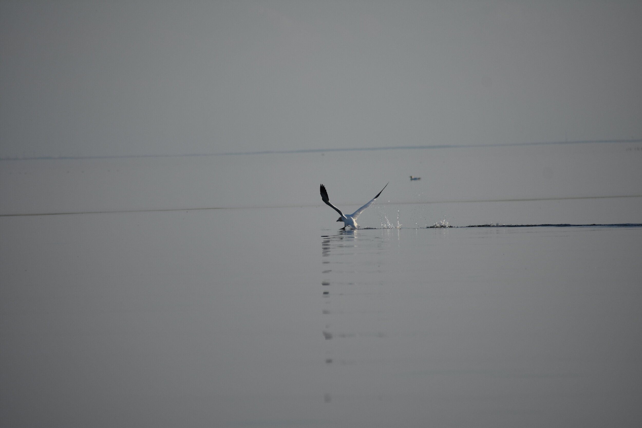 Amendment for a Work You Will Never Read