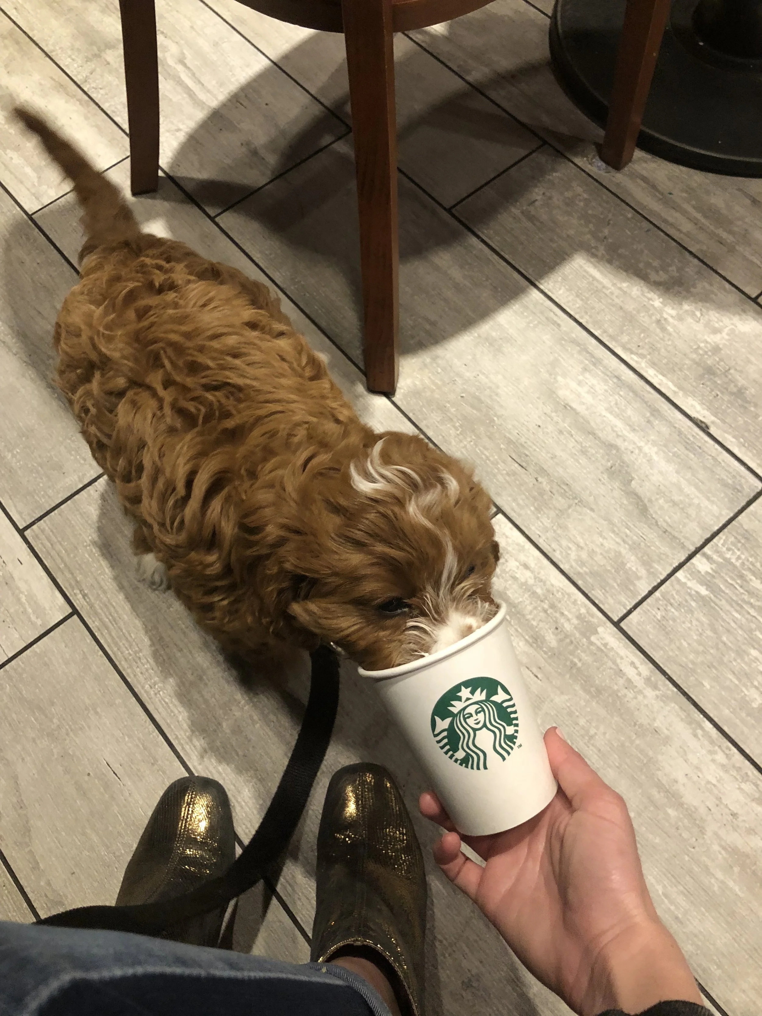 His first puppaccino! 