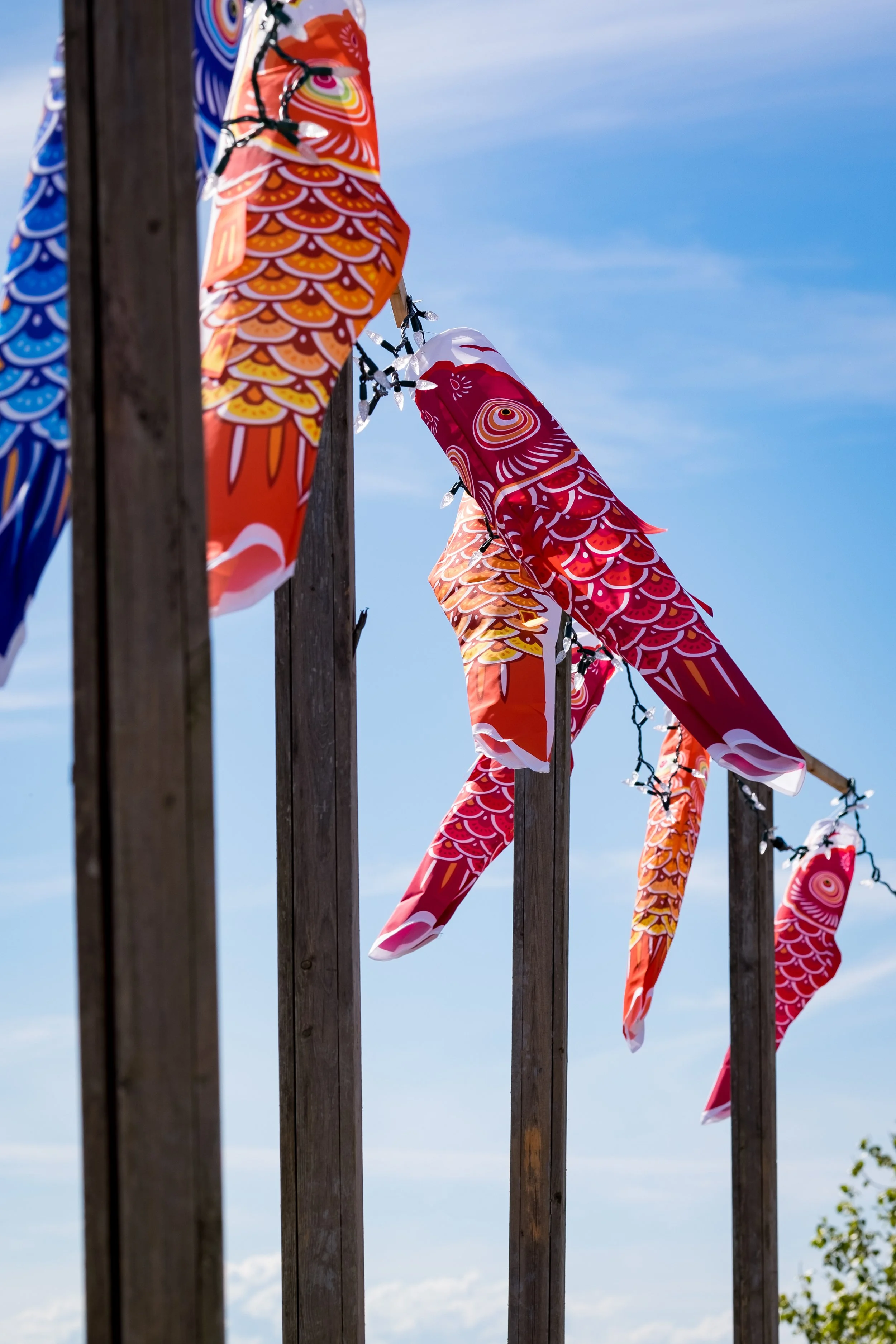 Colorful fishing flags flying in the breeze in front of a barn with a metal roof on a clear day.