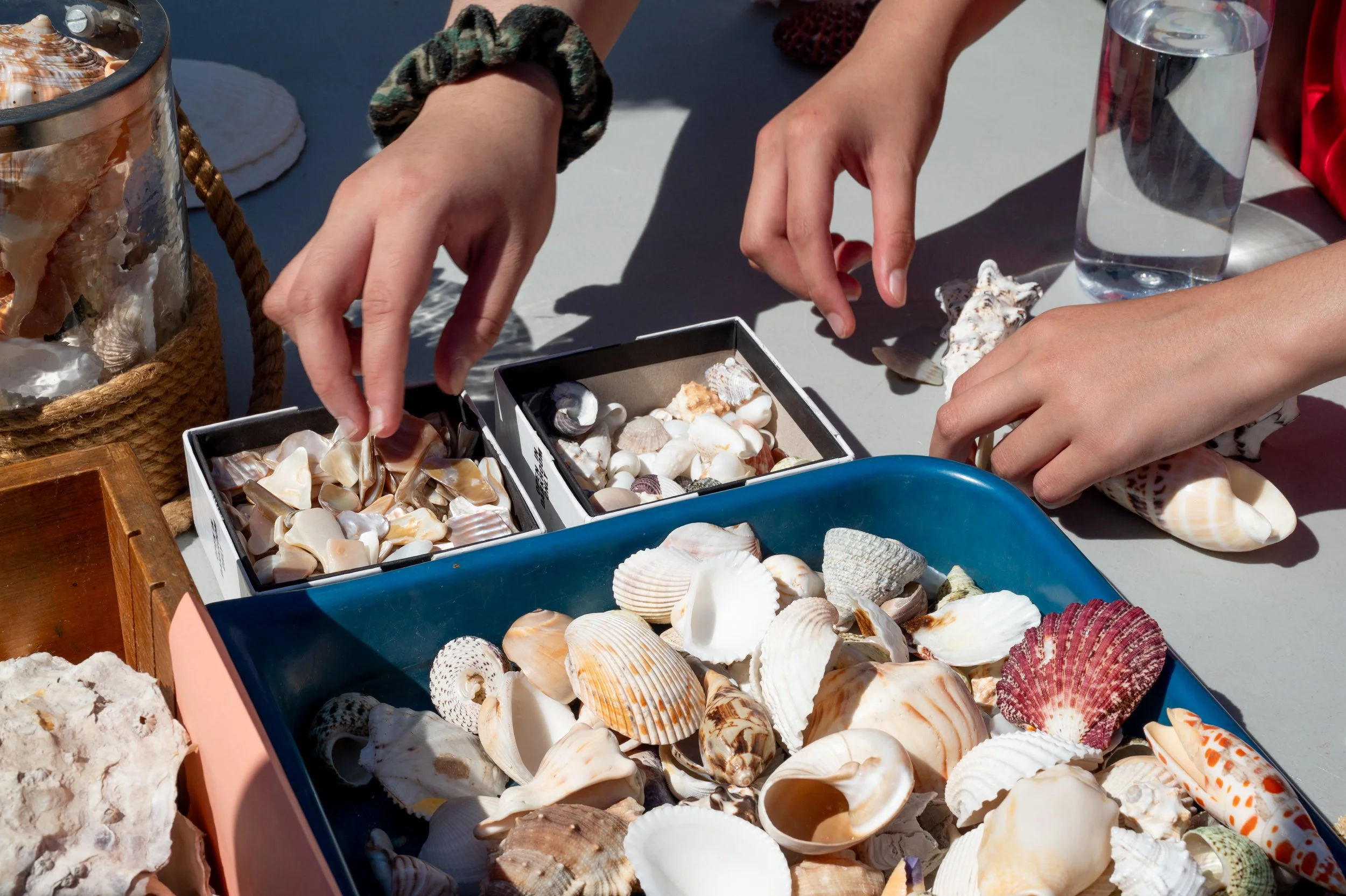 People's hands reaching for shells and small seashells on a table filled with shells, a water bottle, and containers of seashells.