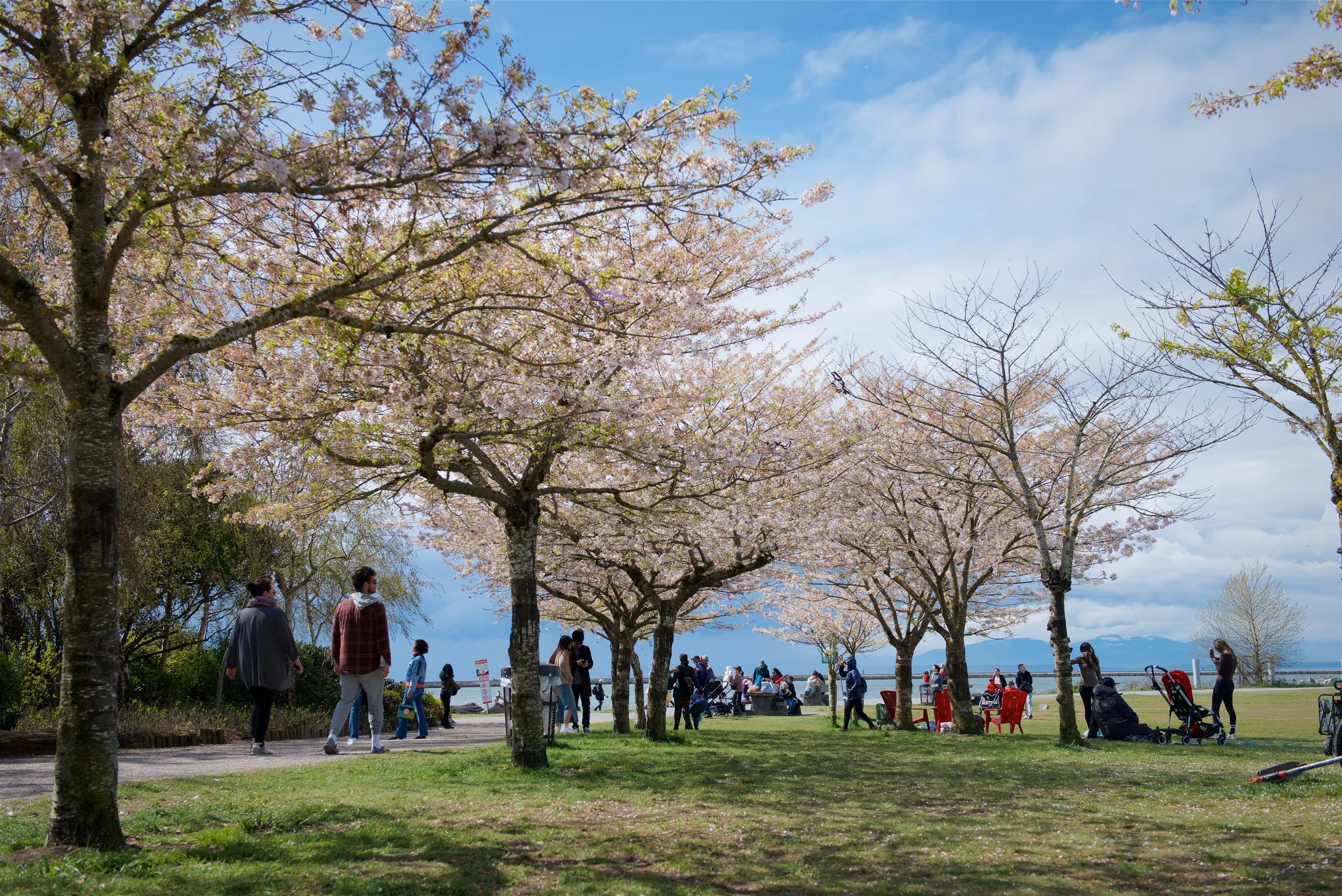 People strolling and relaxing in a park with cherry blossom trees in bloom, near a body of water, under partly cloudy skies.
