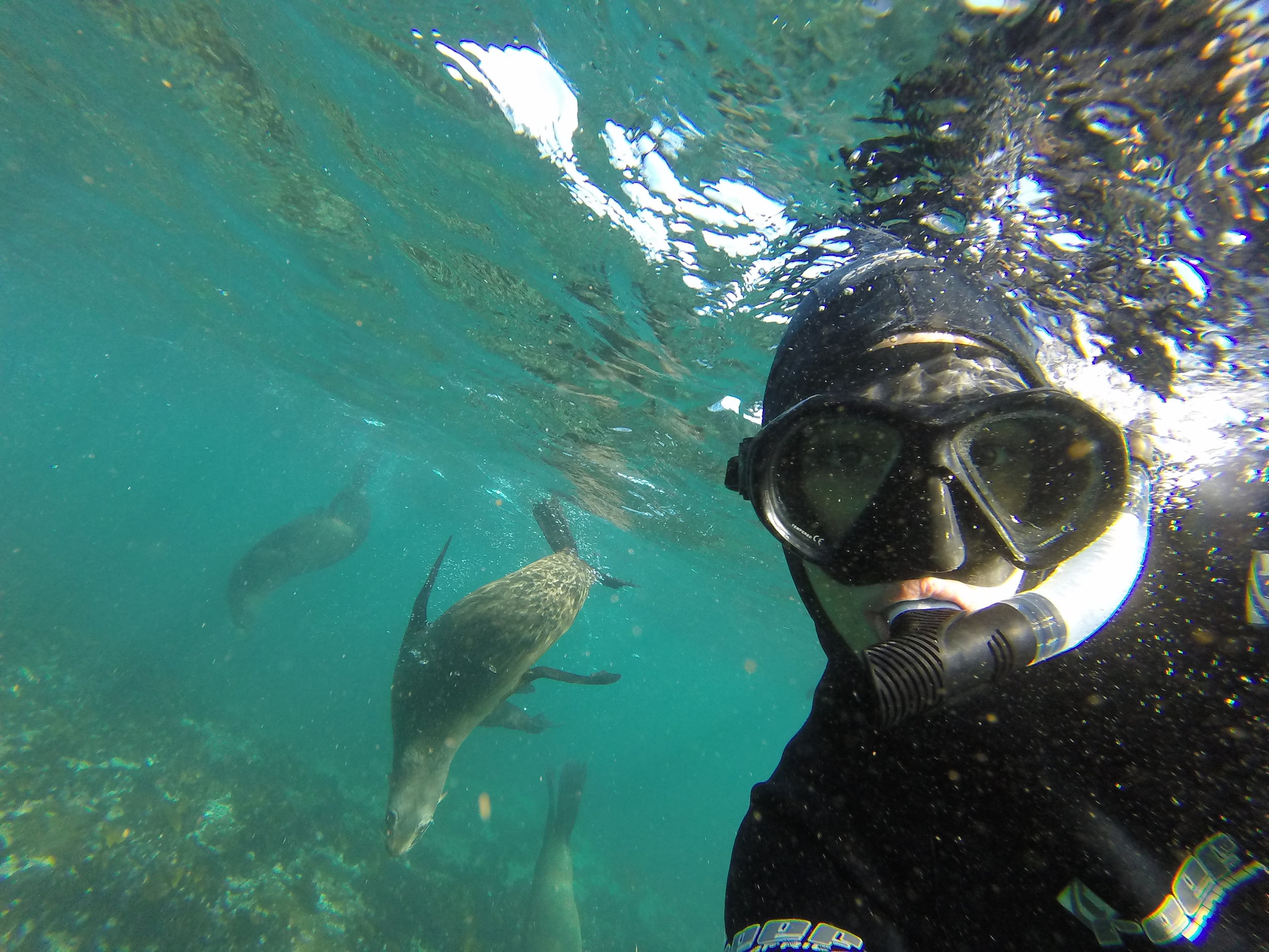 Seal snorkeling Cape TownNow 20 off
