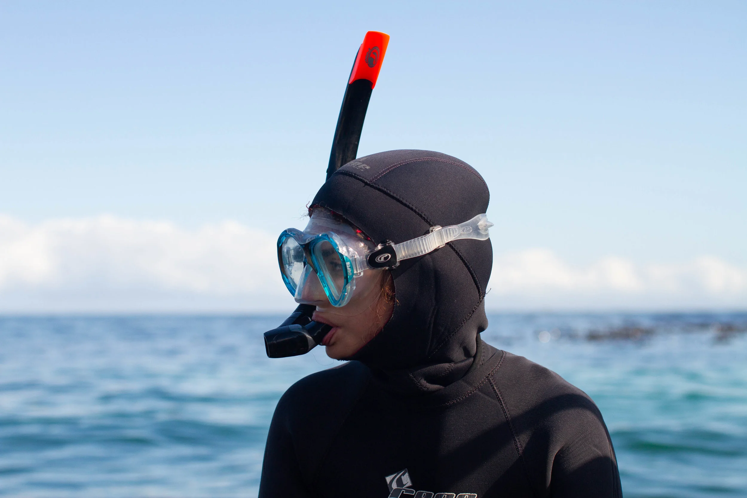 Seal snorkeling Cape TownNow 20 off