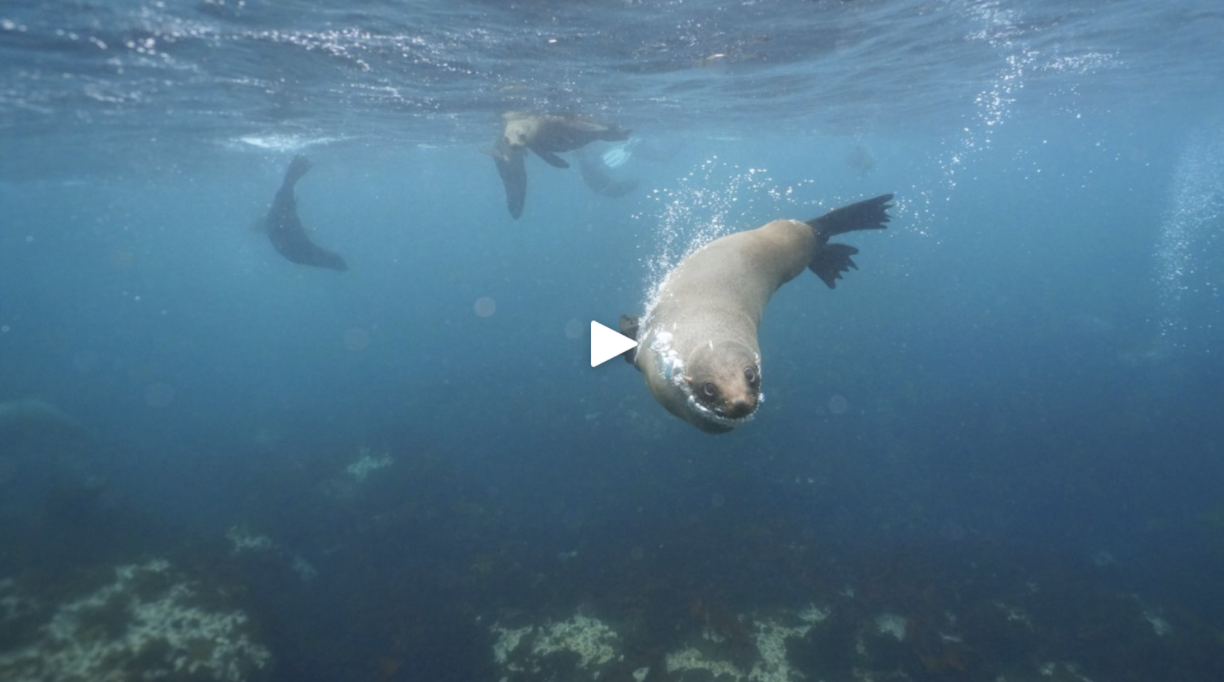 Seal snorkeling Cape TownNow 20 off