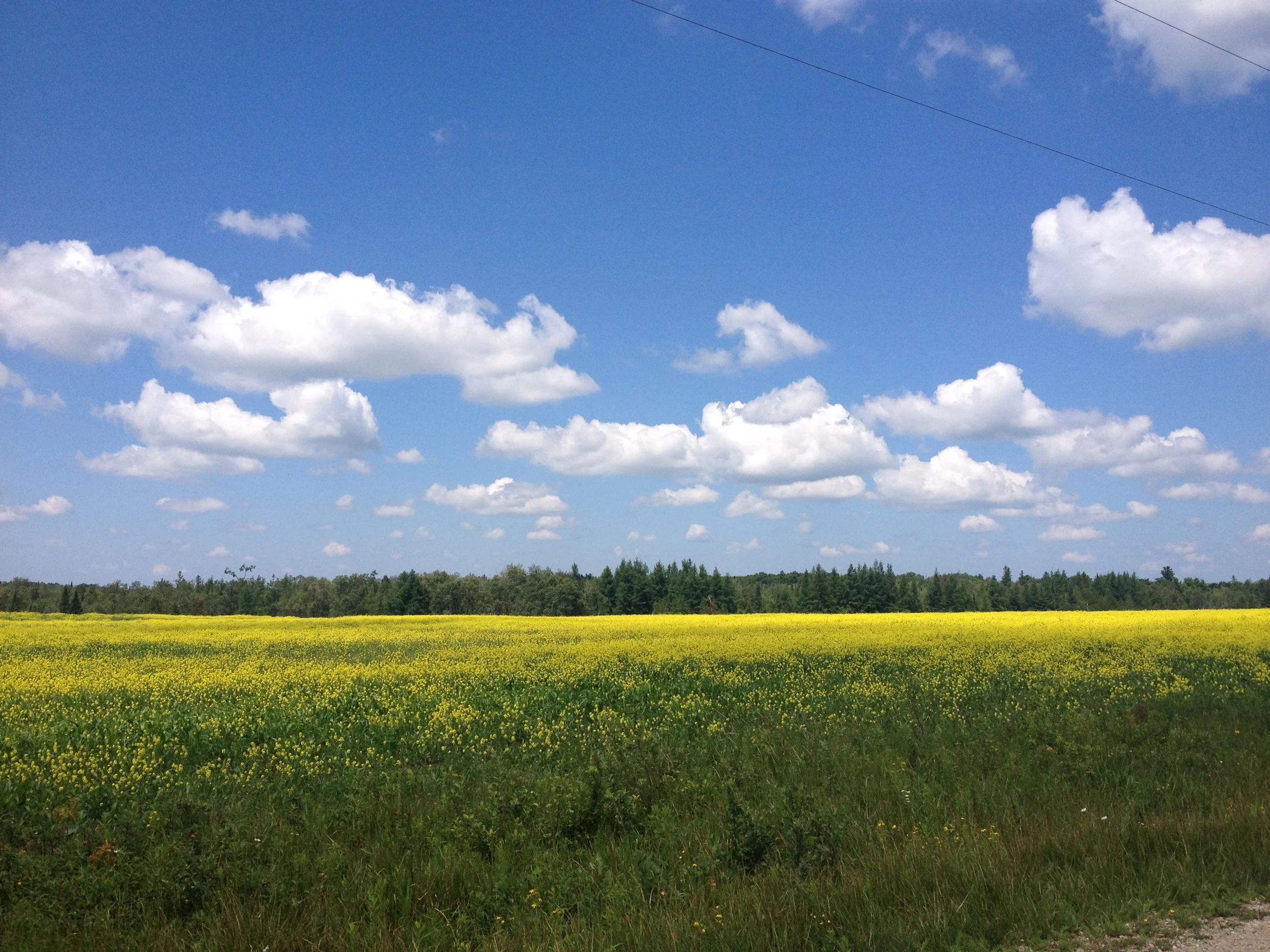 yellow-field.JPG